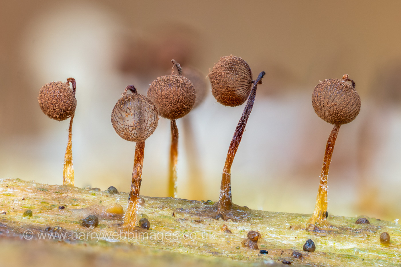 Photo © Barry Webb Cribraria cancellata by Barry Webb